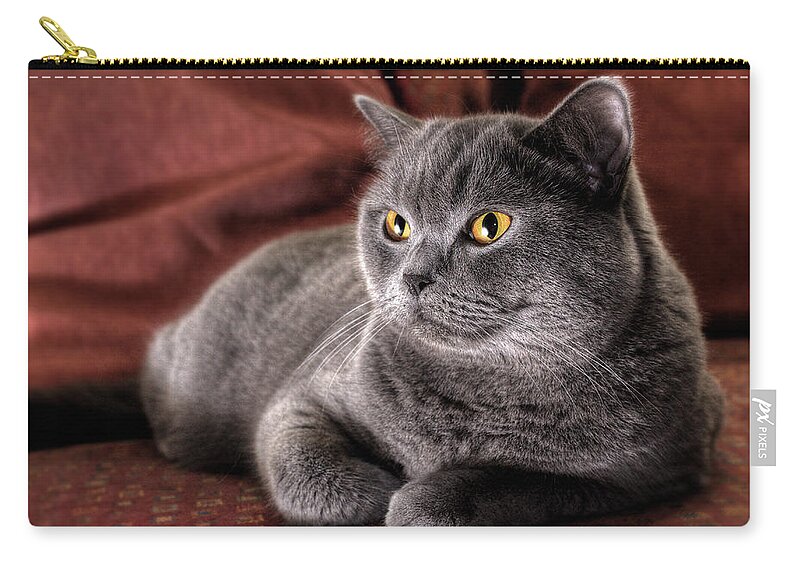 Animal Themes Zip Pouch featuring the photograph Cushy Kitty - British Blue Shorthair Cat by Nancy Branston