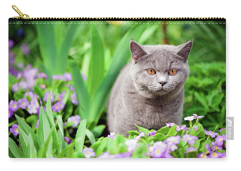 Purebred Cat Zip Pouch featuring the photograph Cute Kitten Oudoors by Artmarie