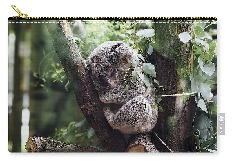 Cute Zip Pouch featuring the photograph Cute Koala by Top Wallpapers