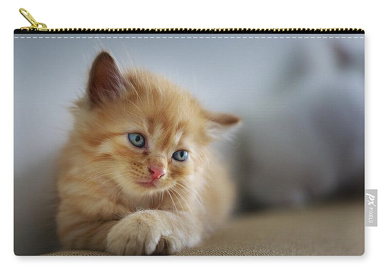 Cat Zip Pouch featuring the photograph Cute orange kitty by Top Wallpapers