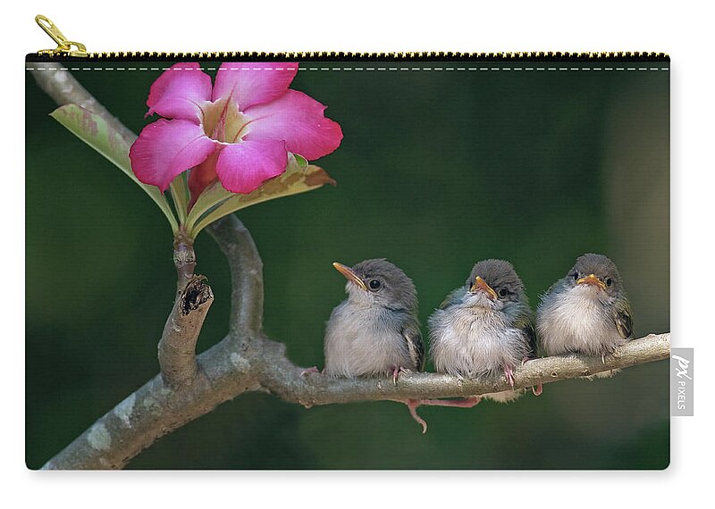 Animal Themes Zip Pouch featuring the photograph Cute Small Birds by Photowork By Sijanto