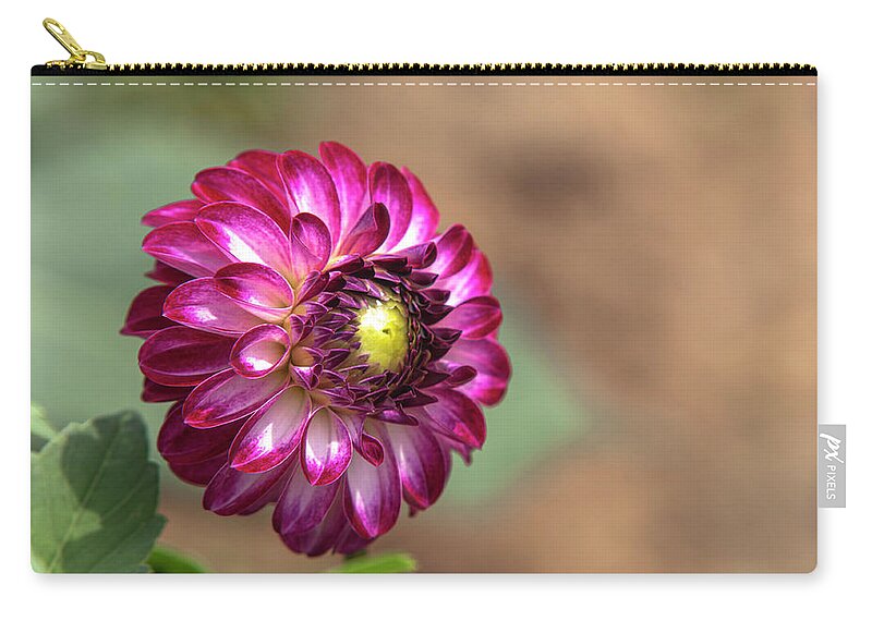 Jenny Rainbow Fine Art Photography Zip Pouch featuring the photograph Dahlia Tip Top Vienna 1 by Jenny Rainbow