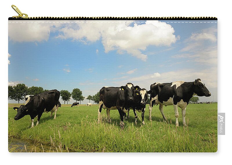 Domestic Animals Zip Pouch featuring the photograph Dairy Cattle In Meadow by Pidjoe
