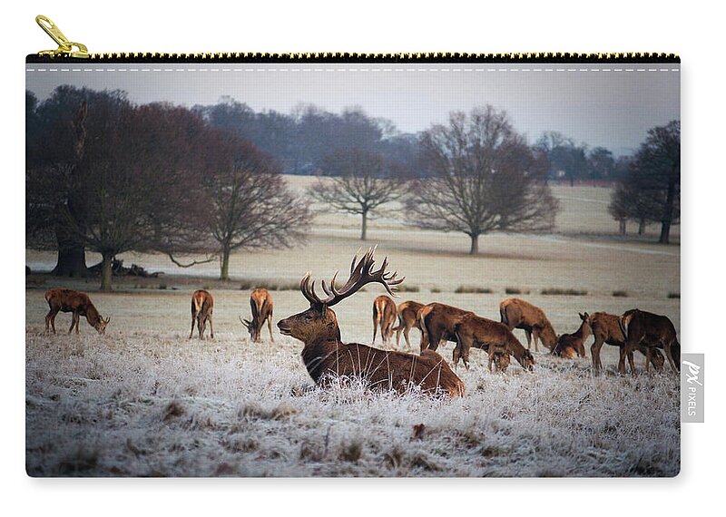 Grass Zip Pouch featuring the photograph Deer In Richmond Park, London by Anne-marie Arpin