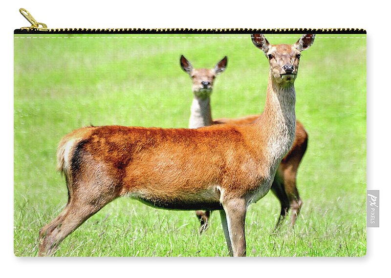 Grass Zip Pouch featuring the photograph Deer On The Alert by Peter Mulligan