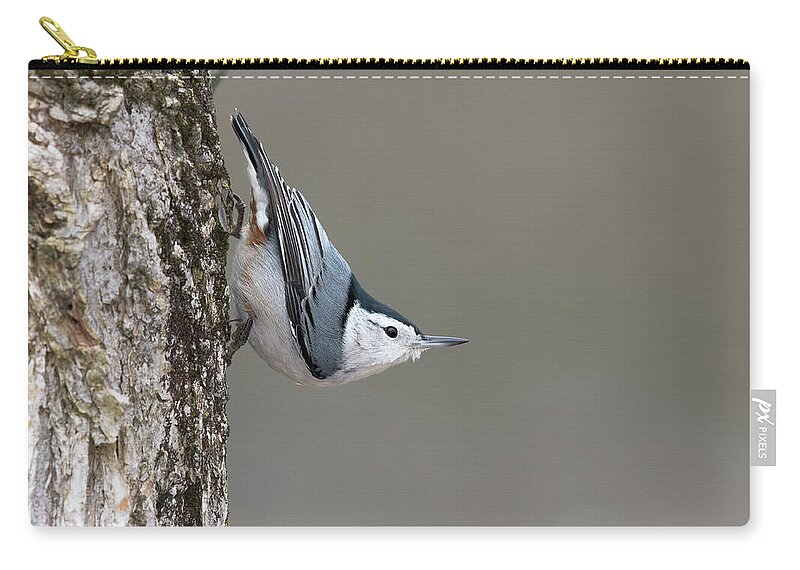 Nuthatch Zip Pouch featuring the photograph Defying Gravity by Jim Zablotny