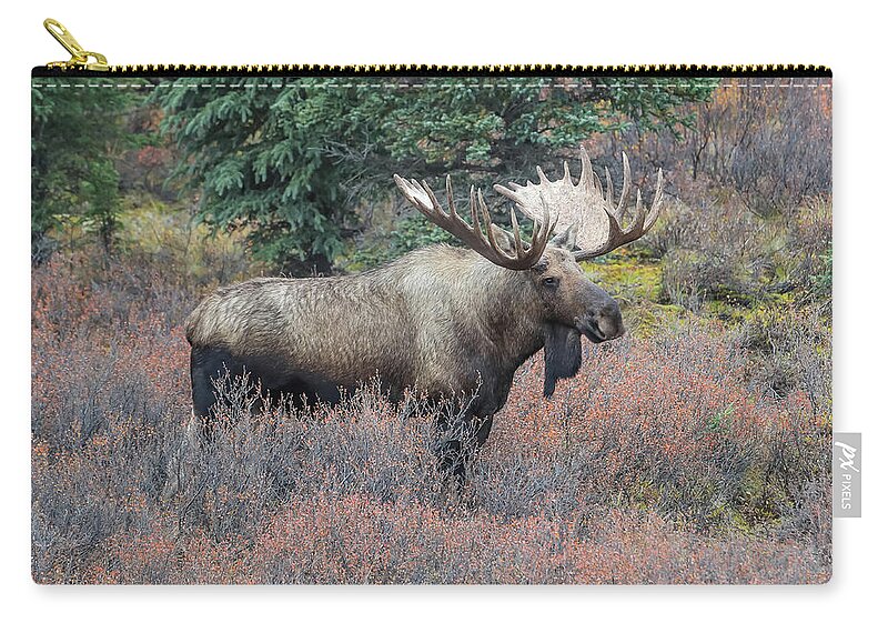 Sam Amato Photography Zip Pouch featuring the photograph Denali Park Bull Moose by Sam Amato