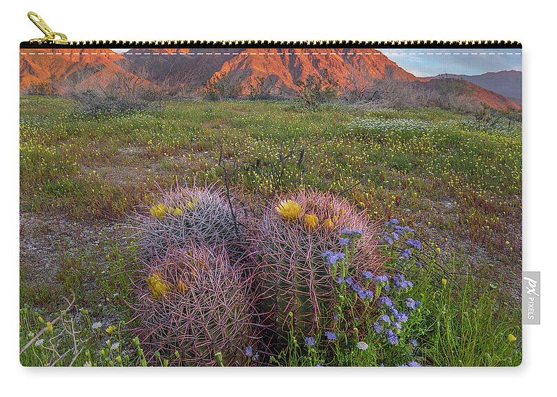 00568178 Zip Pouch featuring the photograph Desert Bluebell In Spring With Barrel Cacti, Anza-borrego Desert State Park, California by Tim Fitzharris