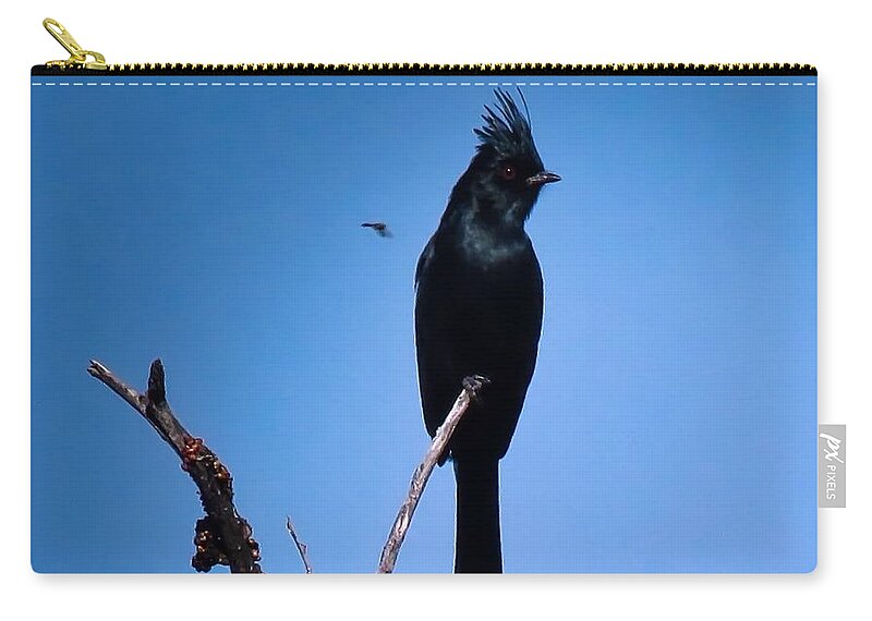 Arizona Zip Pouch featuring the photograph Desert Phainopepla and Dragonfly by Judy Kennedy