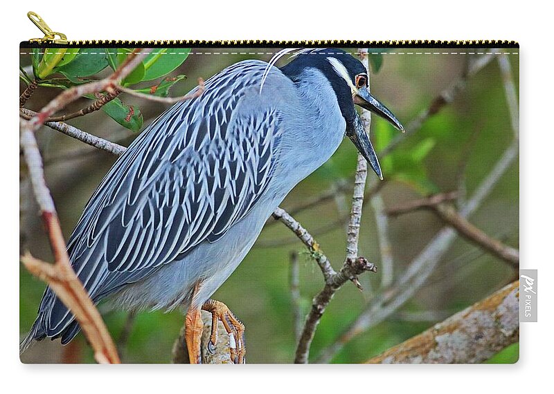 Yellow-crowned Night Heron Zip Pouch featuring the photograph Despite the Look on My Face, You're Still Talking by Michiale Schneider