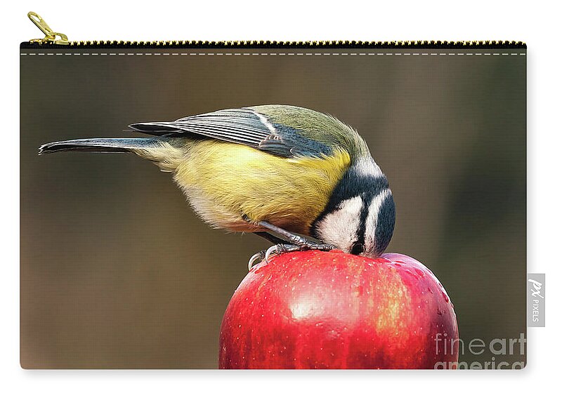 Britain Zip Pouch featuring the photograph Detailed blue tit with beak inside a red apple by Simon Bratt