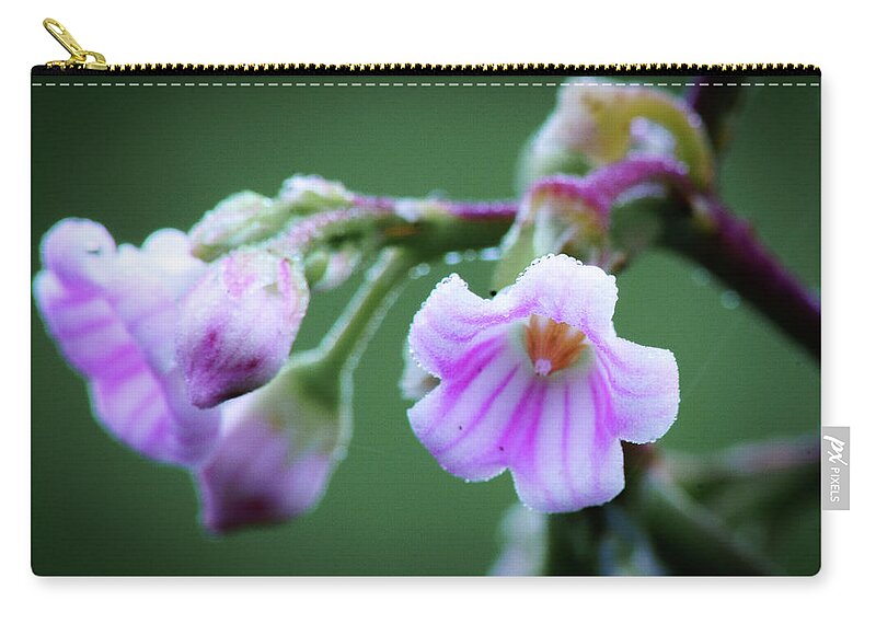#wisconsin #outdoor #fineart #landscape #photograph #wisconsinbeauty #doorcounty #doorcountybeauty #sony #canonfdglass #beautyofnature #history #metalman #passionformonotone #homeandofficedecor #streamingmedia #dogbane #wildflower #springwildflower #macrophotography #candystripe #morningdew #dewdrops Zip Pouch featuring the photograph Dewy Dogbane #1 by David Heilman