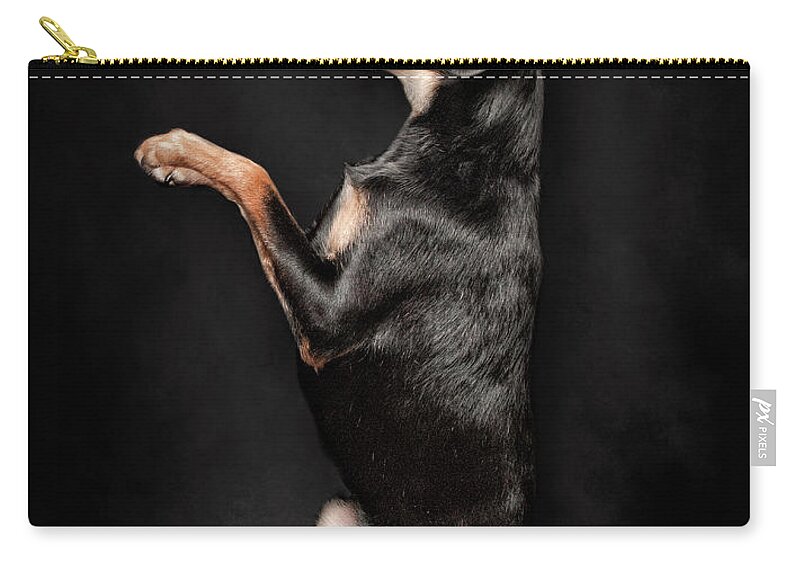 Pets Zip Pouch featuring the photograph Dog Balancing An Orange On Her Nose by Chad Latta