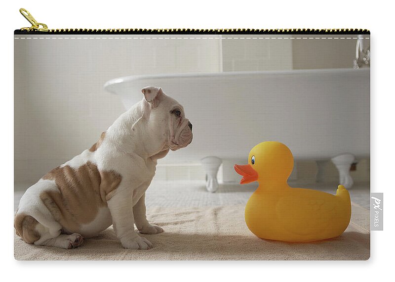 Humor Zip Pouch featuring the photograph Dog On Mat Looking At Plastic Duck by Chris Amaral