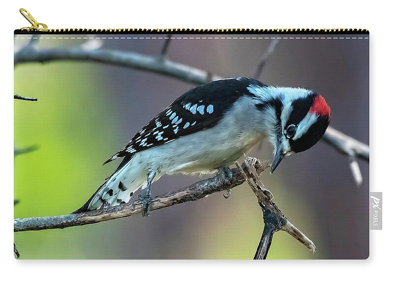 Woodpeckers Carry-all Pouch featuring the photograph Downy Woodpecker by DB Hayes