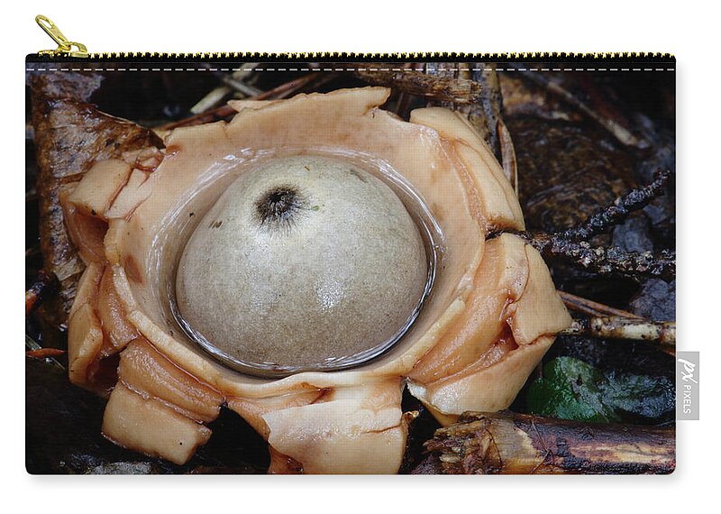 Geastrum Species Zip Pouch featuring the photograph Earthstar by Daniel Reed