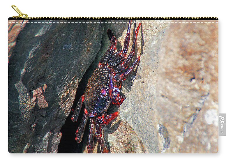 Crab Zip Pouch featuring the photograph East Atlantic Red Rock Crab by Sun Travels