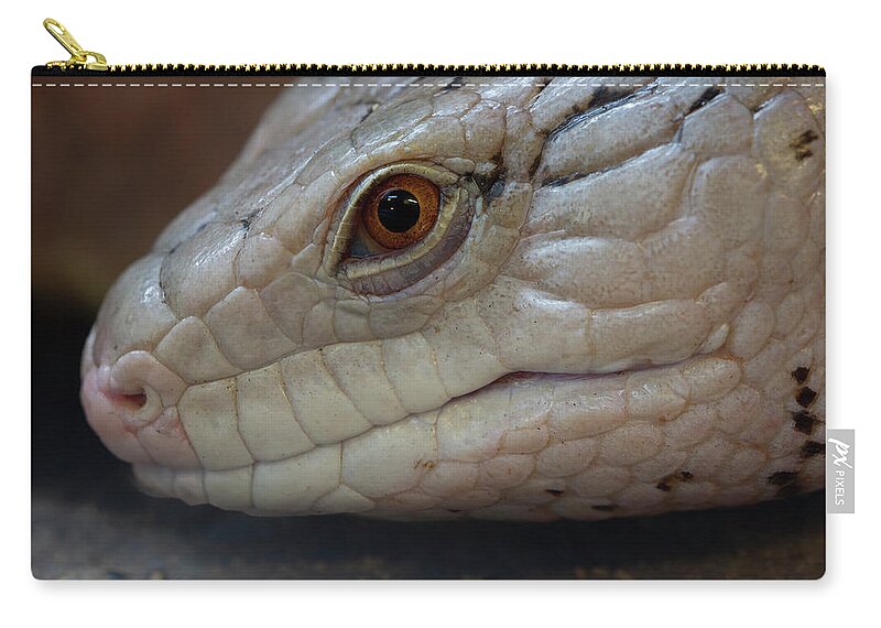 Skink Zip Pouch featuring the photograph Eastern Blue Tongued Skink by Steev Stamford