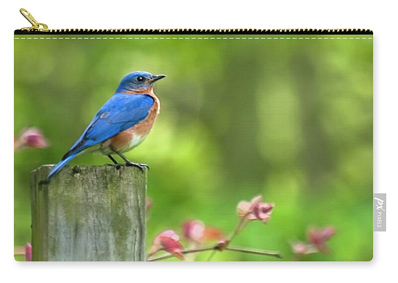 Bluebird Zip Pouch featuring the photograph Eastern Bluebird by Christina Rollo