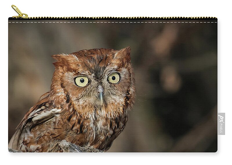 Animals Zip Pouch featuring the photograph Eastern Screech Owl by Dawn Key