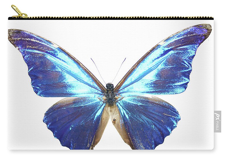 White Background Zip Pouch featuring the photograph Electric Blue Butterfly by Hidesy