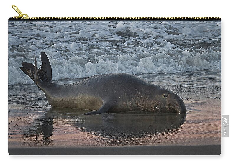 Animal Themes Zip Pouch featuring the photograph Elephant Seal by Alice Cahill