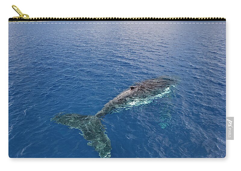 Scenics Zip Pouch featuring the photograph Elevated View Of Humpback Whale In Sea by John W Banagan