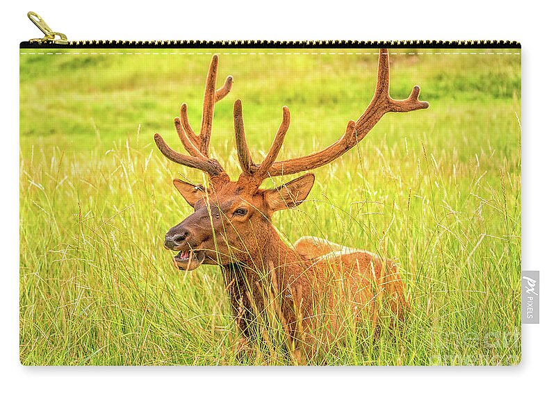 Elk Zip Pouch featuring the photograph Elk by Dheeraj Mutha