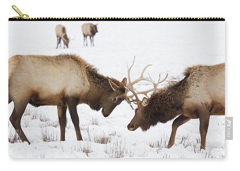 Rutting Zip Pouch featuring the photograph Elk Sparring by Kencanning