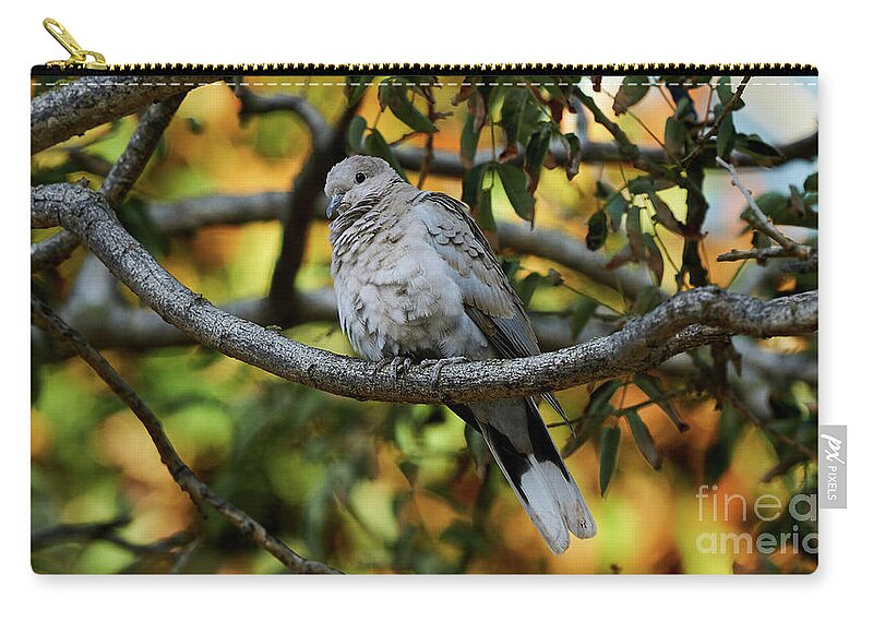 Standing Zip Pouch featuring the photograph Eurasian Collared Dove by Pablo Avanzini