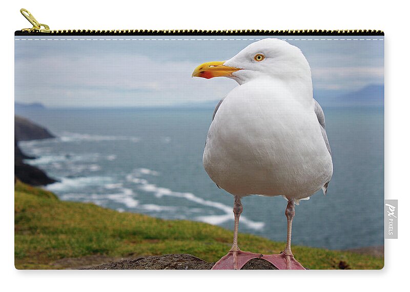 Scenics Zip Pouch featuring the photograph European Herring Gull Larus Argentatus by Trish Punch / Design Pics