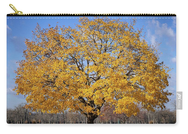 Trees Zip Pouch featuring the photograph Fall is Golden by Phil S Addis