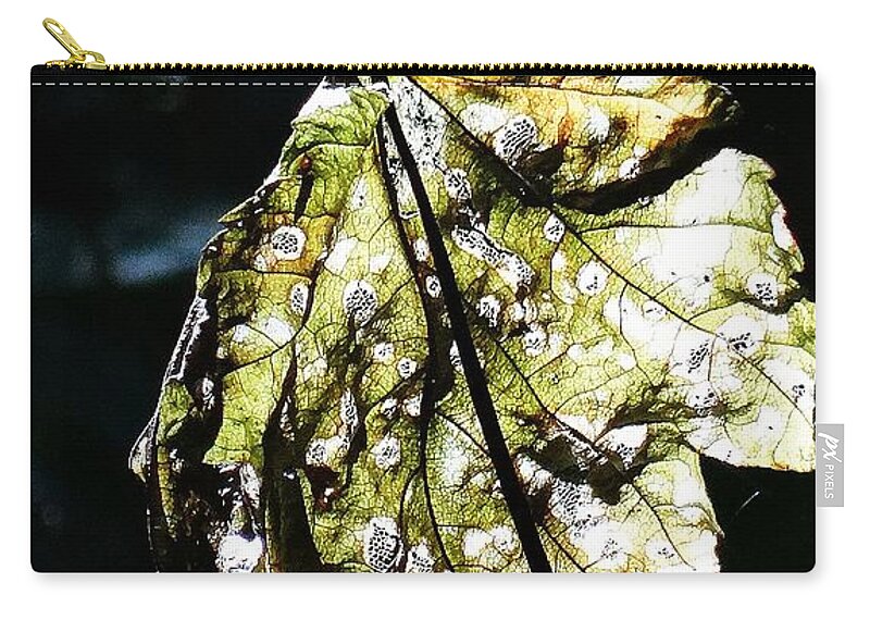 Fall Zip Pouch featuring the photograph Fall leaf catching the light by Karin Ravasio