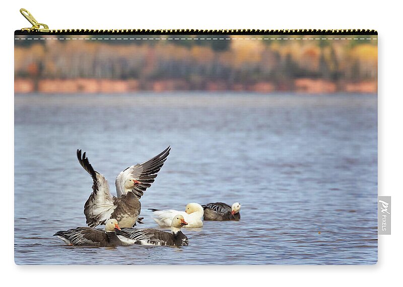 Blue Morph Snow Geese Zip Pouch featuring the photograph Fall Migration at Whittlesey Creek by Susan Rissi Tregoning