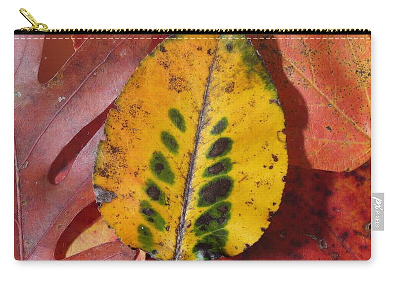 Leaves Zip Pouch featuring the photograph Fallen Leaves by Daniel Reed