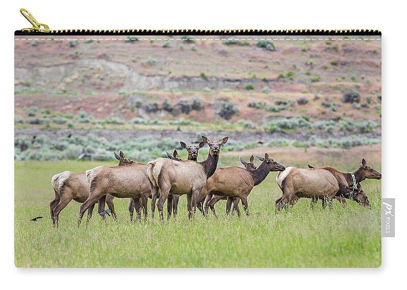 Elk Zip Pouch featuring the photograph Female Elk Herd by Julieta Belmont