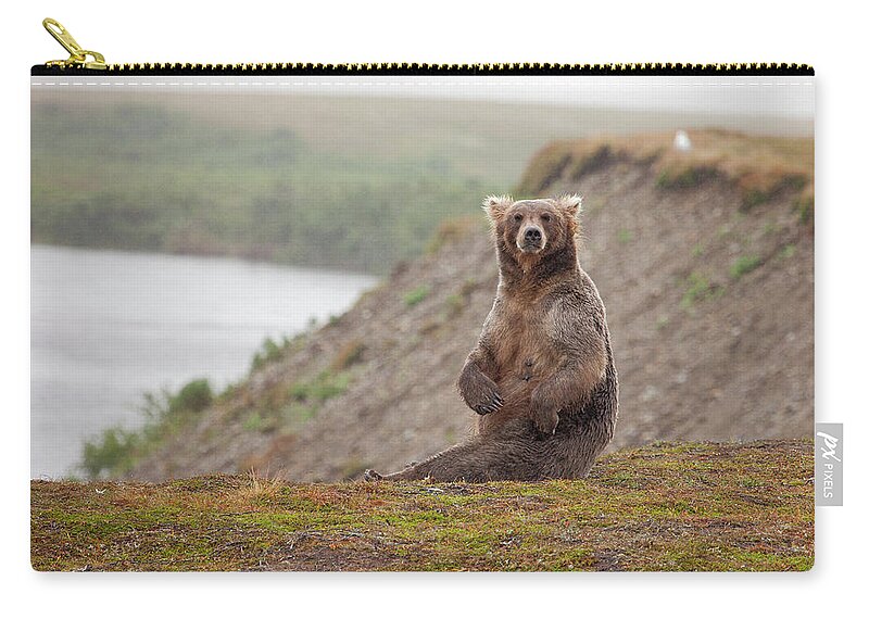 Grizzly Bear Zip Pouch featuring the photograph Female Grizzly Bear Sitting by Greg Boreham (treklightly)