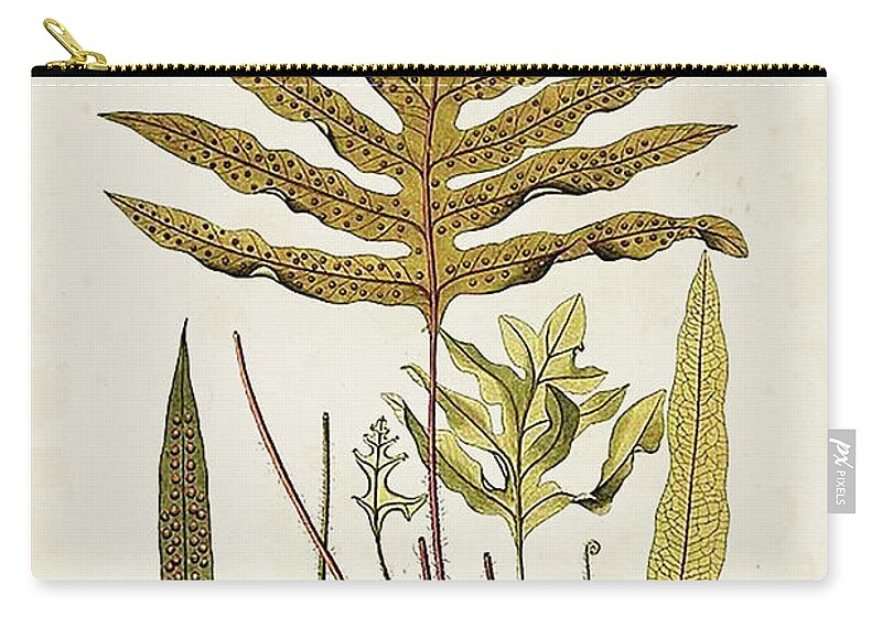 Botanical & Floral+ferns+botanical Study Zip Pouch featuring the painting Fern Botanical I by Vision Studio