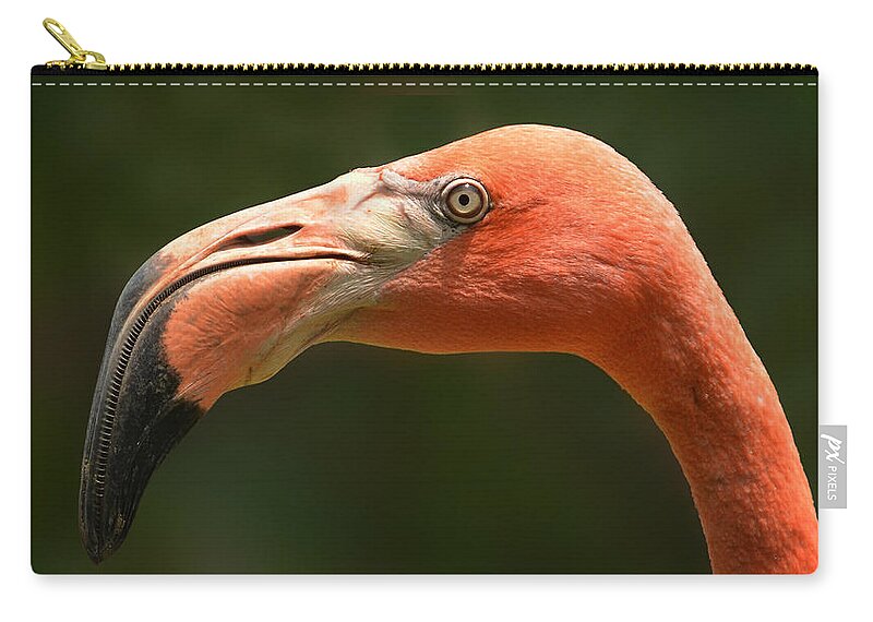 Flamingo Zip Pouch featuring the photograph Flamingo by Joe Bonita