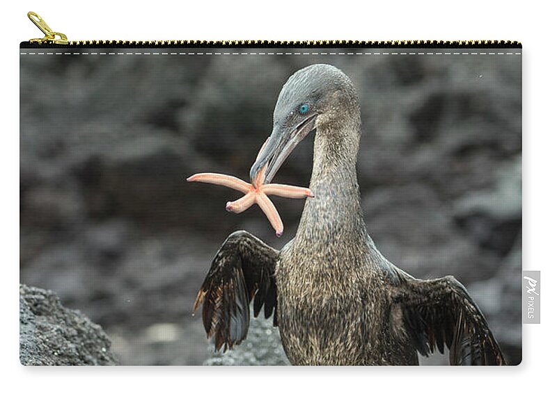 Animals Zip Pouch featuring the photograph Flightless Cormorant Carrying Seastar by Tui De Roy