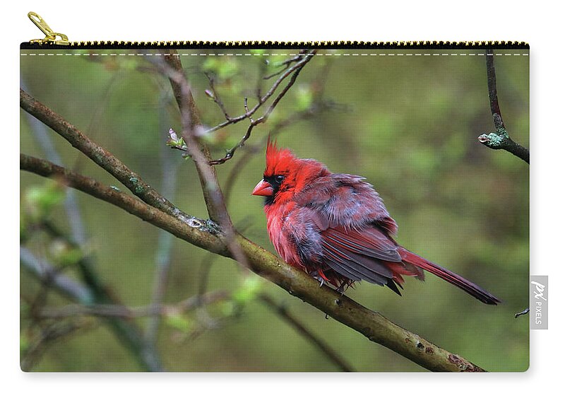 Nature Zip Pouch featuring the photograph Fluffing Up My Feathers by Trina Ansel