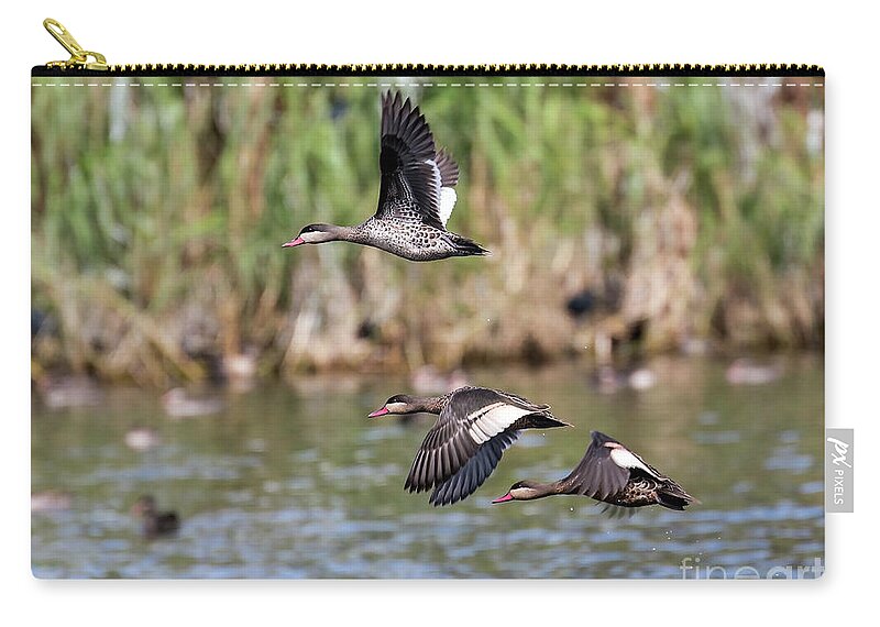 Bird Zip Pouch featuring the photograph Flying Red-billed Teals by Claudio Maioli
