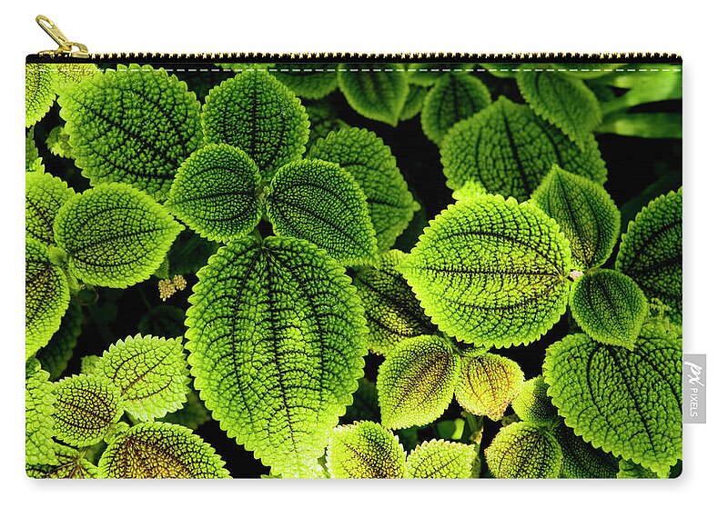 Tropical Rainforest Zip Pouch featuring the photograph Foliage Leafs In Rainforest by Digihelion