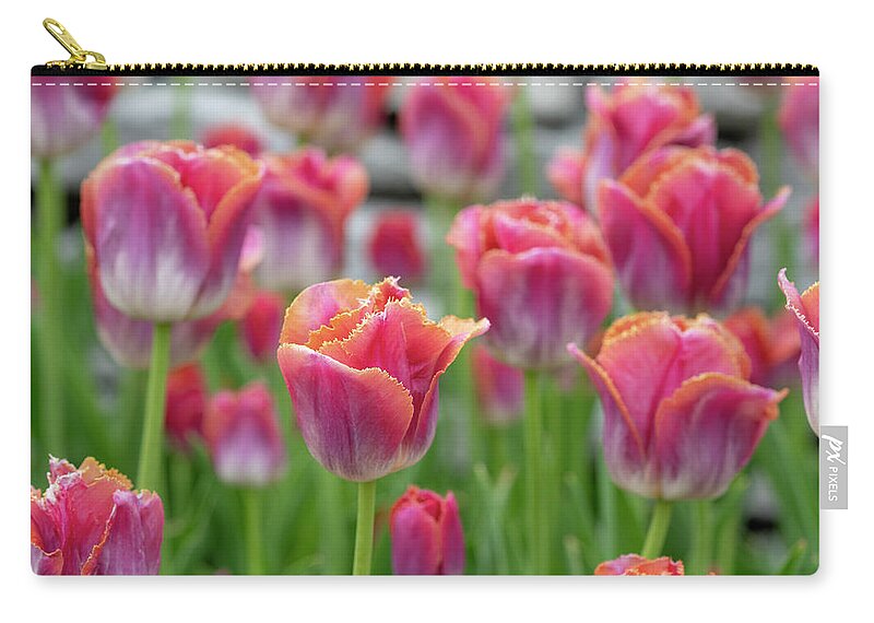 Tulip Zip Pouch featuring the photograph Fringe Tip Tulips by Arthur Oleary