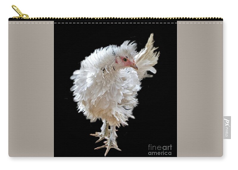 #frizzle #chicken #feathers #featherseverywhere #cute #frilly #farm #farmhouse #ranch #ranchhouse #country #countryliving #chickenbreeder Zip Pouch featuring the photograph Frizzle Frazzle by Cheryl McClure