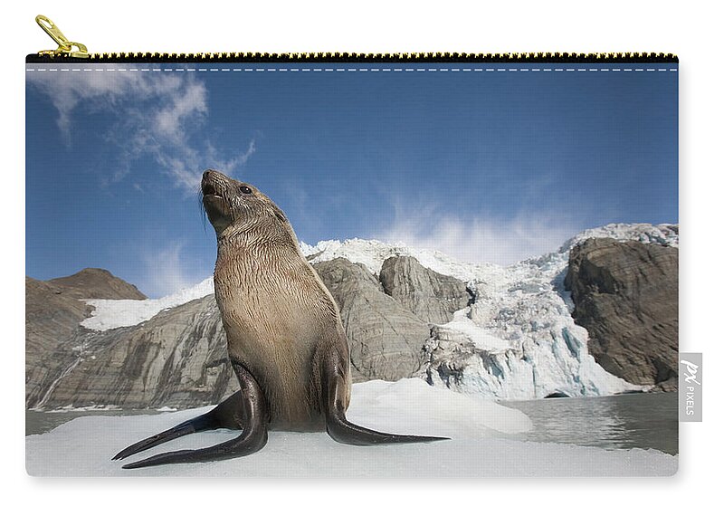 Snow Zip Pouch featuring the photograph Fur Seals Arctocephalus Gazella In Snow by Paul Souders