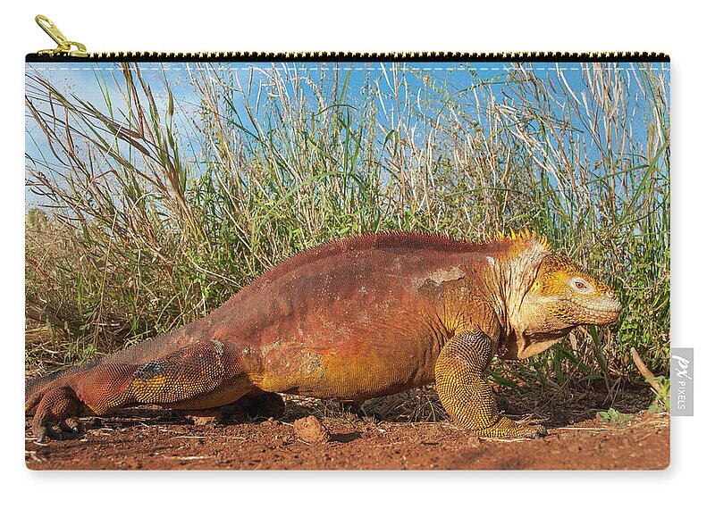 Animals Zip Pouch featuring the photograph Galapagos Land Iguana On The Move by Tui De Roy