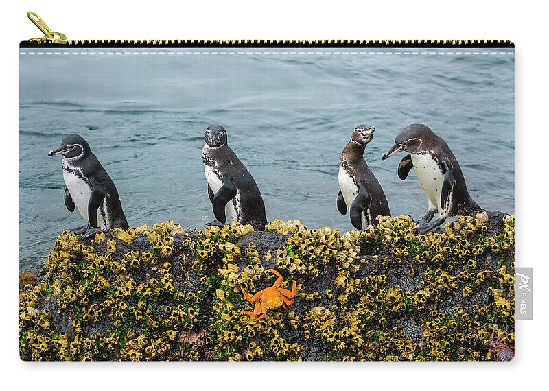 Animal Zip Pouch featuring the photograph Galapagos Penguin On Rock by Tui De Roy