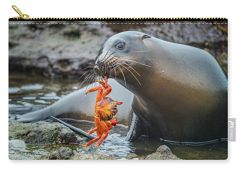 Animal Zip Pouch featuring the photograph Galapagos Sea Lion And Sally Lightfoot by Tui De Roy