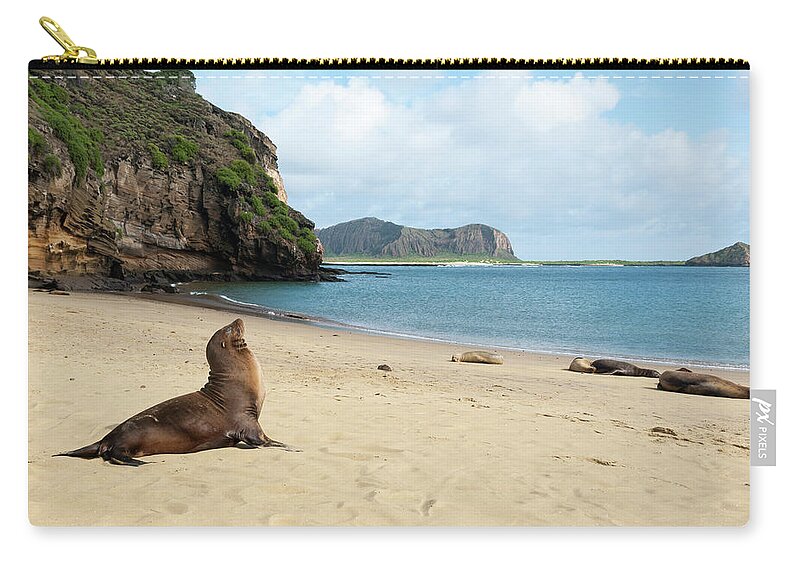 Animal In Habitat Zip Pouch featuring the photograph Galapagos Sea Lion At Punta Pitt by Tui De Roy